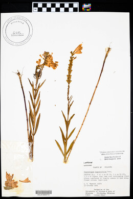 Physostegia angustifolia image