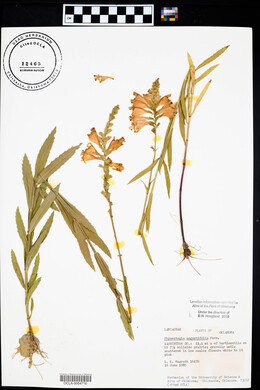 Physostegia angustifolia image