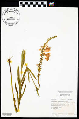 Physostegia angustifolia image