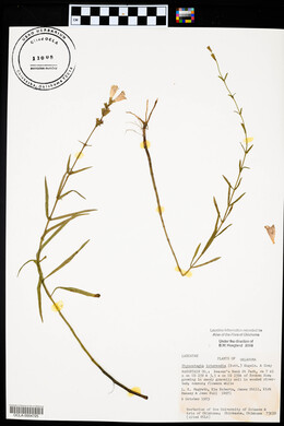 Physostegia intermedia image