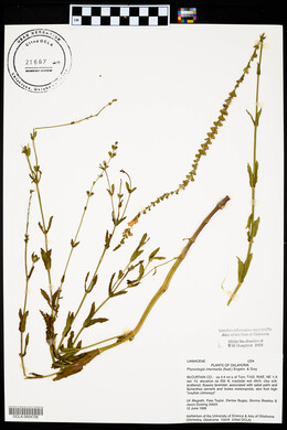 Physostegia intermedia image