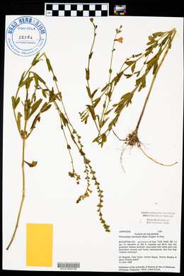 Physostegia intermedia image