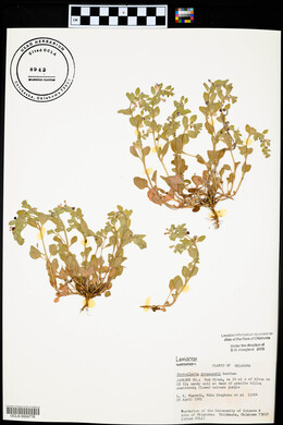 Scutellaria drummondii image