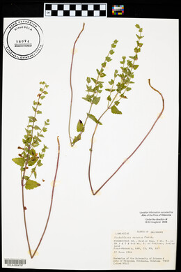 Scutellaria parvula image