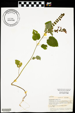Scutellaria ovata image