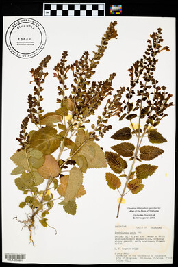 Scutellaria ovata image