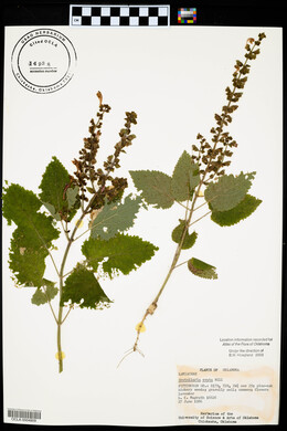 Scutellaria ovata image