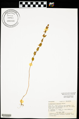 Scutellaria parvula image