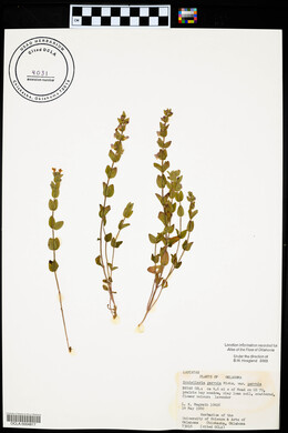 Scutellaria parvula var. parvula image