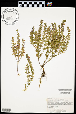 Scutellaria parvula image