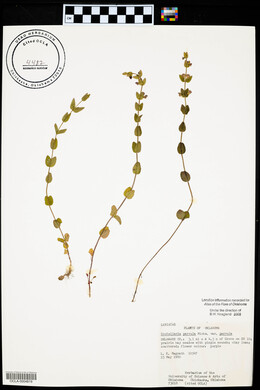 Scutellaria parvula var. parvula image