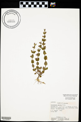 Scutellaria parvula image