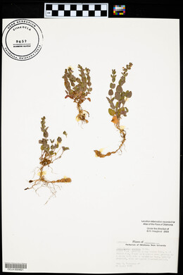 Scutellaria parvula image