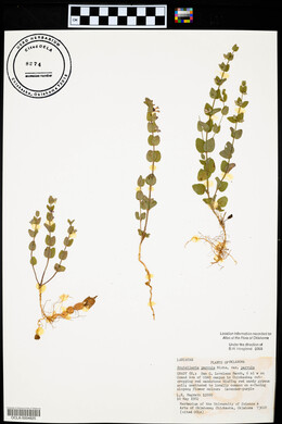 Scutellaria parvula var. parvula image