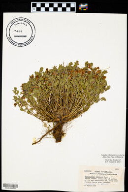 Scutellaria resinosa image