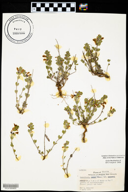 Scutellaria resinosa image