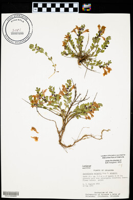 Scutellaria wrightii image