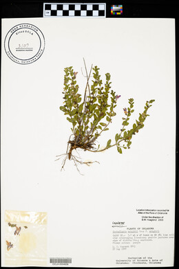 Scutellaria wrightii image