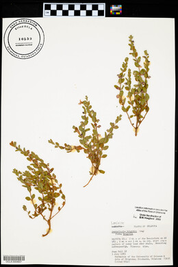 Salvia reflexa image