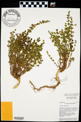 Scutellaria wrightii image