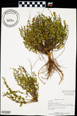 Scutellaria wrightii image