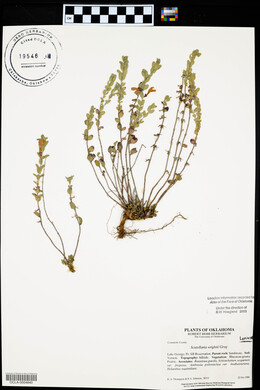 Scutellaria wrightii image