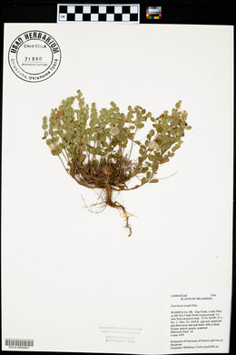 Scutellaria wrightii image