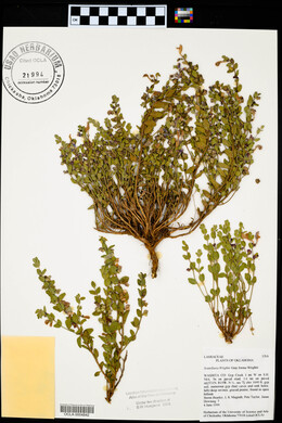 Scutellaria wrightii image