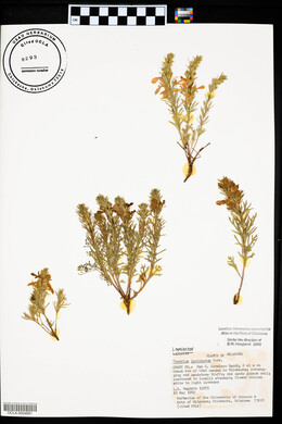 Teucrium laciniatum image