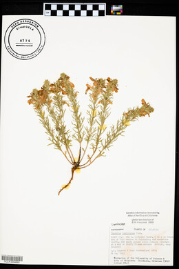 Teucrium laciniatum image