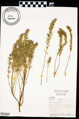 Teucrium laciniatum image