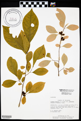 Lindera benzoin var. pubescens image