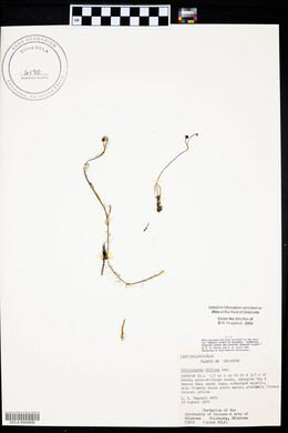 Utricularia gibba image