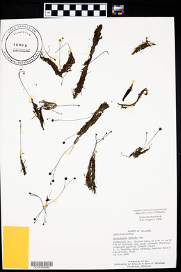 Utricularia gibba image