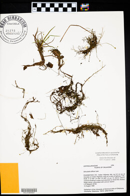 Utricularia gibba image