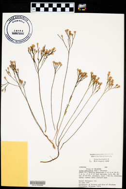 Linum imbricatum image