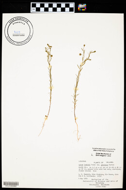 Linum pratense image