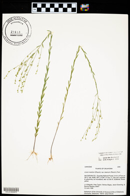 Linum medium var. texanum image