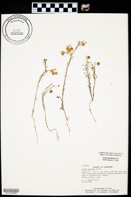 Linum pratense image