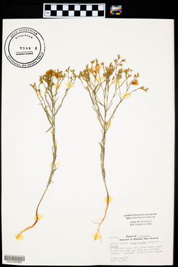 Linum rigidum image