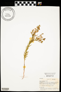 Linum rigidum image