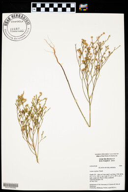 Linum rigidum image