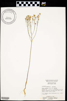 Linum rigidum image