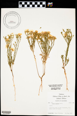 Linum rigidum image