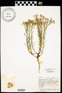 Linum rigidum image