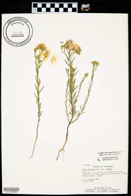 Linum rigidum image