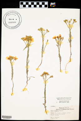 Linum sulcatum image