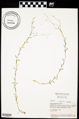 Linum sulcatum image