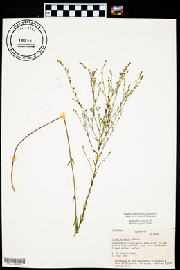 Linum sulcatum image