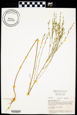 Linum sulcatum image